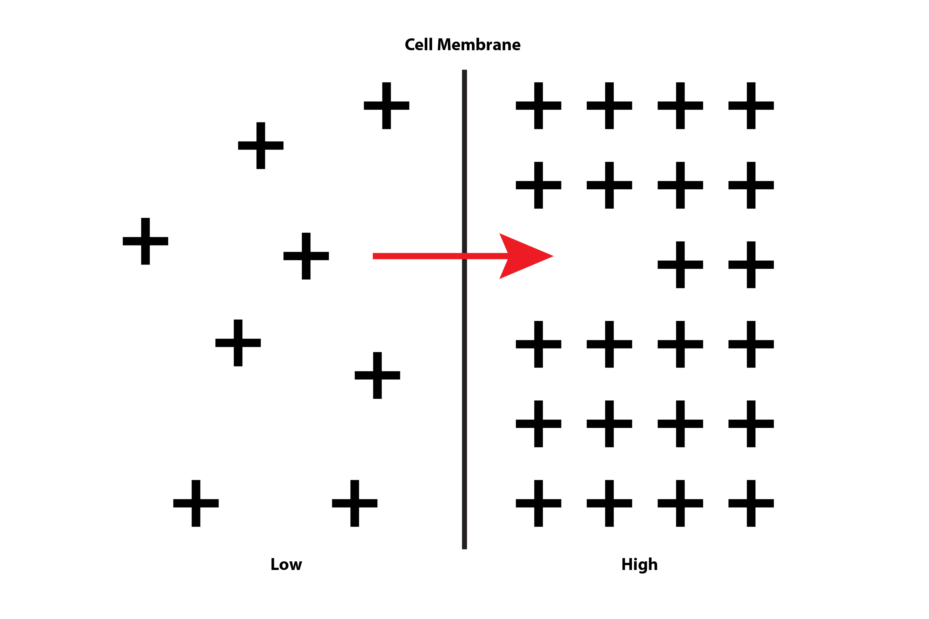 Diagram showing a cell maintaining a balance of protein using energy working against concentration gradients